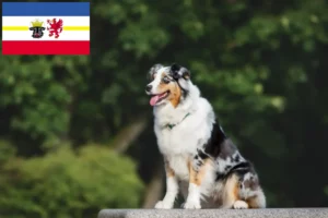 Read more about the article Australian Shepherd opdrættere og hvalpe i Mecklenburg-Vorpommern