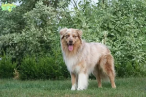 Read more about the article Australian Shepherd opdrættere og hvalpe i Midtjylland