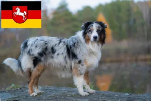 Read more about the article Australian Shepherd-opdrættere og hvalpe i Niedersachsen