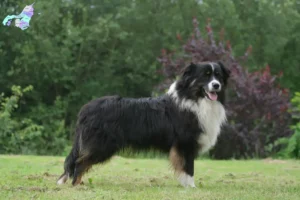 Read more about the article Australian Shepherd opdrættere og hvalpe i Nordjylland