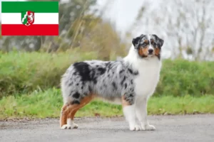 Read more about the article Australian Shepherd opdrættere og hvalpe i Nordrhein-Westfalen