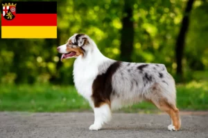 Read more about the article Australian Shepherd opdrættere og hvalpe i Rheinland-Pfalz