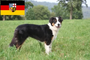 Read more about the article Australian Shepherd opdrættere og hvalpe i Saarland