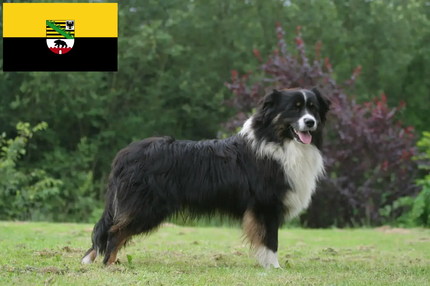 Australian Shepherd hvalpe og opdrættere Sachsen-Anhalt Her kan du finde Australian Shepherd-opdrættere i Sachsen-Anhalt.
