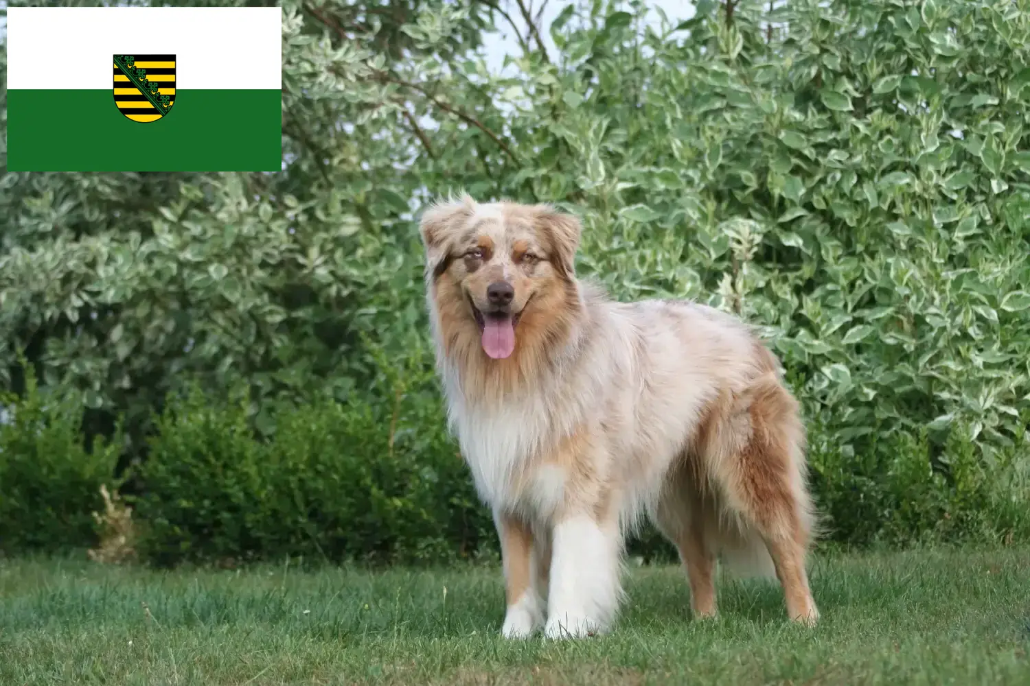 Australian Shepherd hvalpe og opdrættere Sachsen Her kan du finde Australian Shepherd-opdrættere i Sachsen.