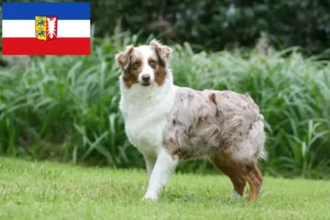 Read more about the article Australian Shepherd opdrættere og hvalpe i Schleswig-Holstein