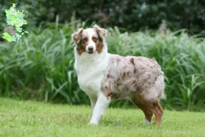 Read more about the article Australian Shepherd opdrættere og hvalpe på Sjælland