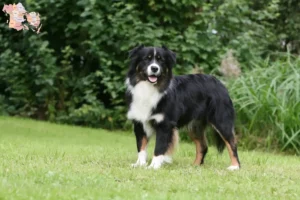 Read more about the article Australian Shepherd opdrættere og hvalpe i Syddanmark