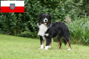 Read more about the article Australian Shepherd opdrættere og hvalpe i Thüringen