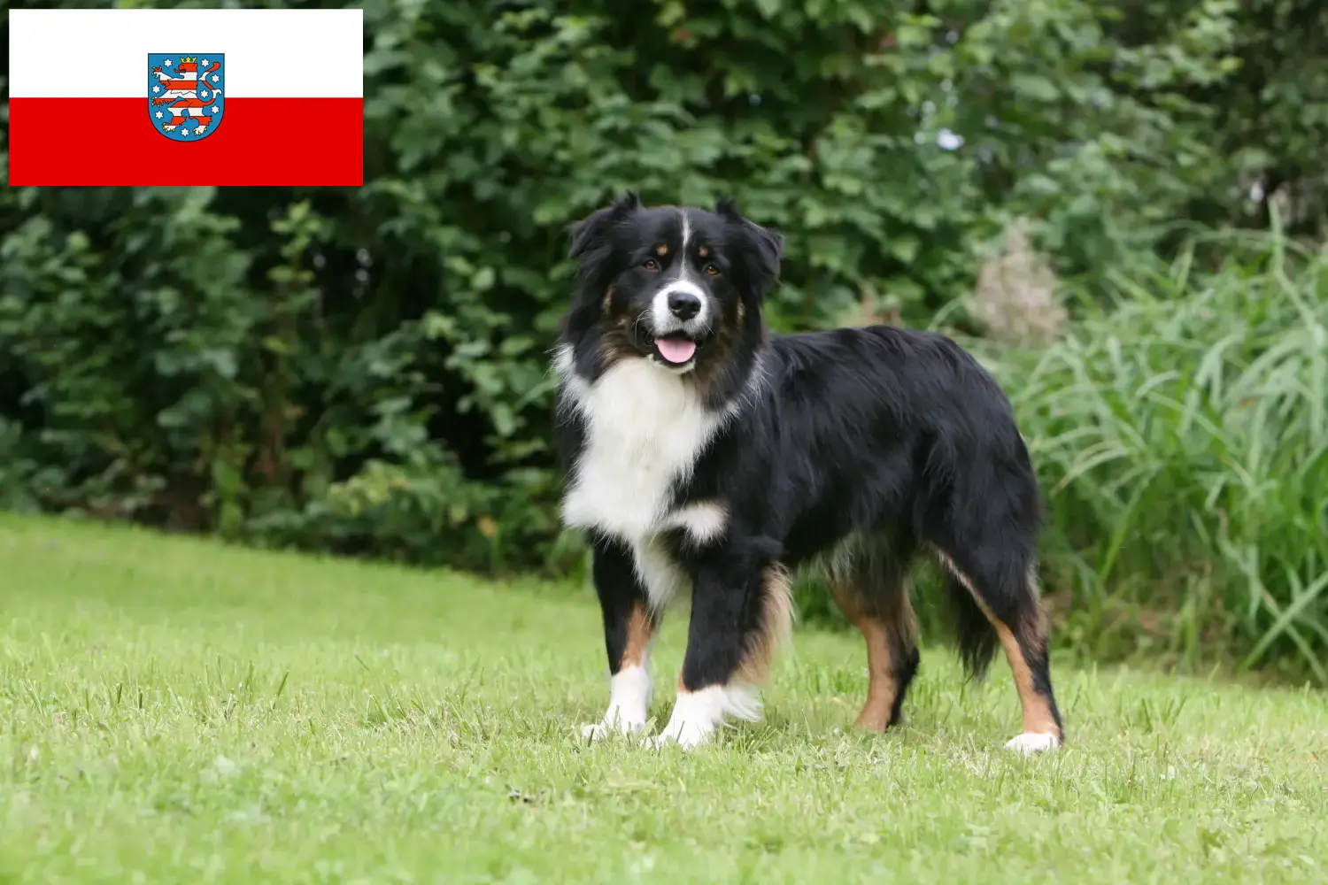 Read more about the article Australian Shepherd opdrættere og hvalpe i Thüringen