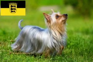 Read more about the article Australian Silky Terrier opdrættere og hvalpe i Baden-Württemberg
