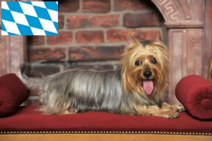 Read more about the article Australian Silky Terrier opdrættere og hvalpe i Bayern