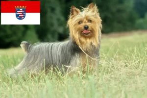 Read more about the article Australian Silky Terrier opdrættere og hvalpe i Hessen