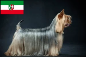 Read more about the article Australian Silky Terrier opdrættere og hvalpe i Nordrhein-Westfalen