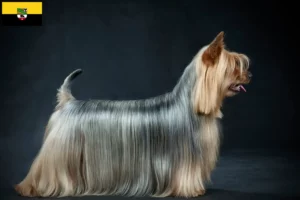 Read more about the article Australian Silky Terrier opdrættere og hvalpe i Sachsen-Anhalt
