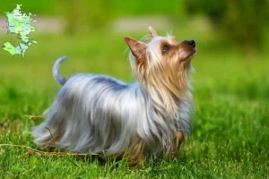 Read more about the article Australian Silky Terrier opdrættere og hvalpe på Sjælland