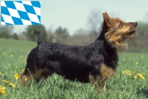 Read more about the article Australian Terrier opdrættere og hvalpe i Bayern