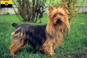 Read more about the article Australian Terrier opdrættere og hvalpe i Sachsen-Anhalt