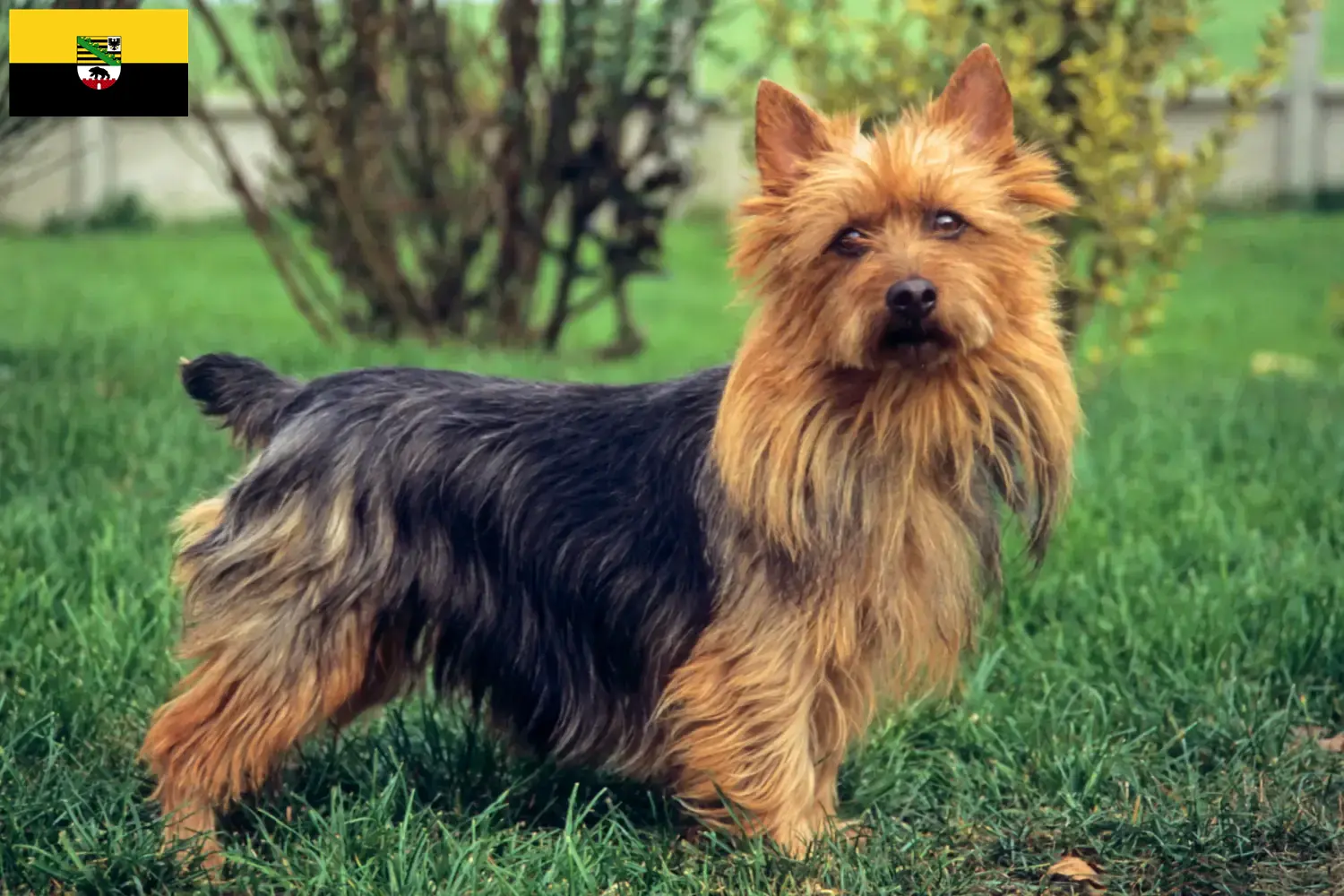 Read more about the article Australian Terrier opdrættere og hvalpe i Sachsen-Anhalt