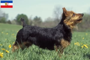 Read more about the article Australian Terrier opdrættere og hvalpe i Slesvig-Holsten