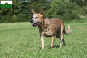 Read more about the article Australian Cattle Dog opdrættere og hvalpe i Sachsen