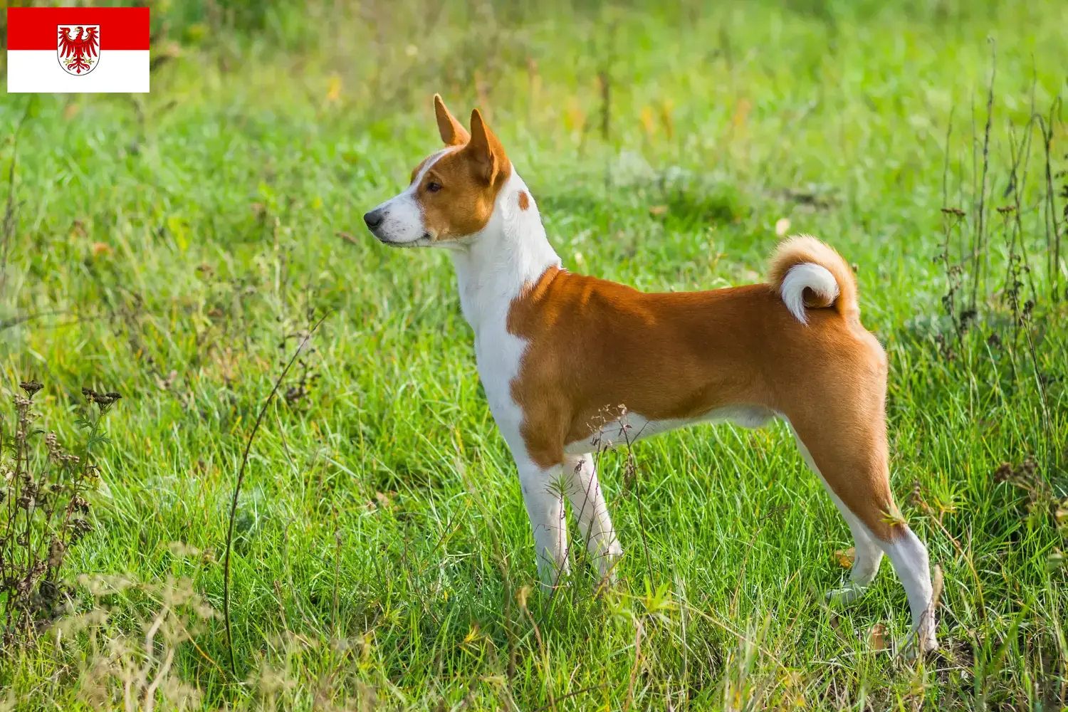 Basenji hvalpe og opdrættere Brandenburg Her kan du finde basenjiopdrættere i Brandenburg.