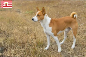 Read more about the article Basenji opdrættere og hvalpe i Bremen