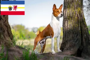 Read more about the article Basenji opdrættere og hvalpe i Mecklenburg-Vorpommern