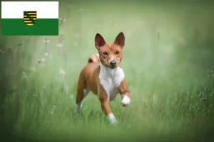 Read more about the article Basenji opdrættere og hvalpe i Sachsen