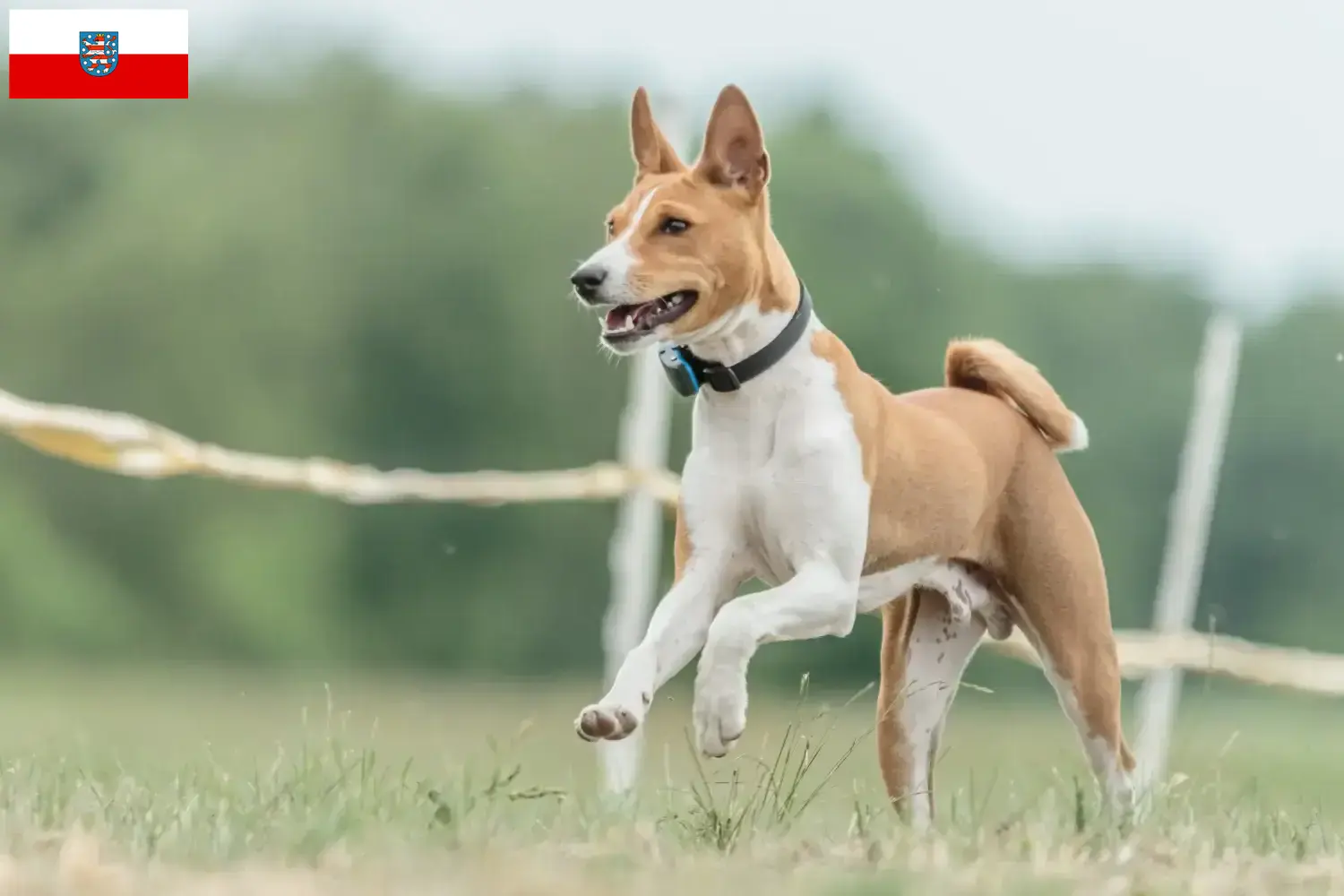 Basenji hvalpe og opdrættere Thüringen Her kan du finde basenjiopdrættere i Thüringen.