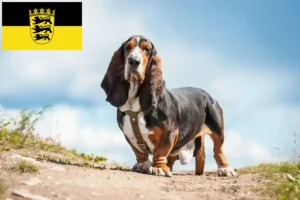 Read more about the article Basset Hound opdrættere og hvalpe i Baden-Württemberg