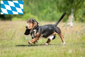 Read more about the article Basset Hound-opdrættere og hvalpe i Bayern