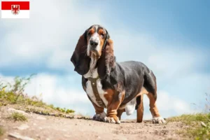 Read more about the article Basset Hound opdrættere og hvalpe i Brandenburg
