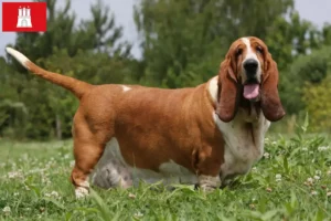 Read more about the article Basset Hound opdrættere og hvalpe i Hamborg