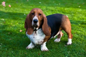 Read more about the article Basset Hound opdrættere og hvalpe i Hovedstaden