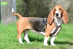 Read more about the article Basset Hound opdrættere og hvalpe i Midtjylland