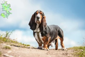 Read more about the article Basset Hound opdrættere og hvalpe på Sjælland