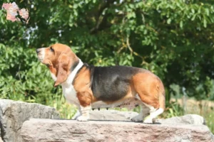 Read more about the article Basset Hound opdrættere og hvalpe i Syddanmark