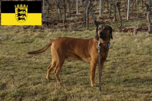 Read more about the article Bavarian Mountain Hound opdrættere og hvalpe i Baden-Württemberg