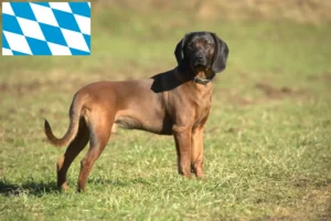 Read more about the article Bavarian Mountain Hound opdrættere og hvalpe i Bayern