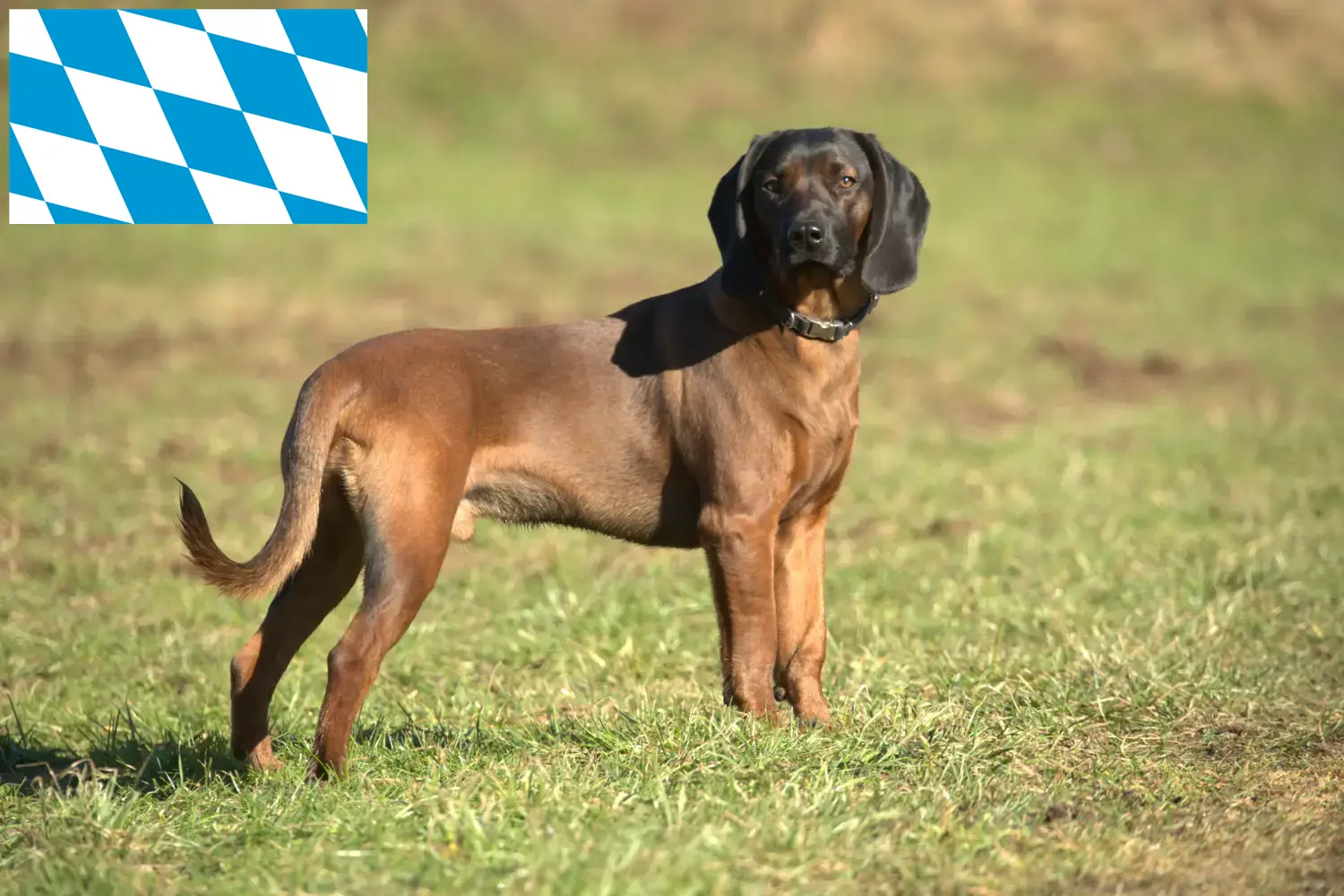 Read more about the article Bavarian Mountain Hound opdrættere og hvalpe i Bayern