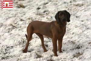 Read more about the article Bavarian Mountain Hound opdrætter og hvalpe i Bremen