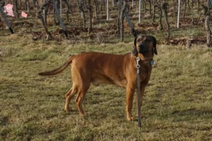 Read more about the article Bavarian Mountain Hound opdrætter og hvalpe i Hovedstaden