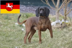 Read more about the article Bavarian Mountain Hound opdrættere og hvalpe i Niedersachsen