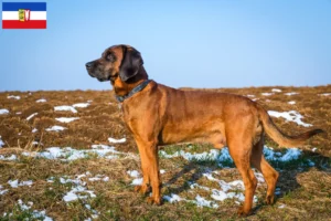 Read more about the article Bavarian Mountain Hound opdrættere og hvalpe i Slesvig-Holsten