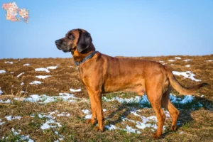 Read more about the article Bavarian Mountain Hound opdrættere og hvalpe i Syddanmark