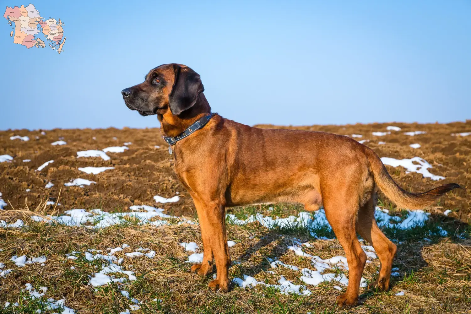 Bavarian Mountain Hound hvalpe og opdrættere Syddanmark Her kan du finde Bavarian Mountain Hound-opdrættere i Syddanmark.