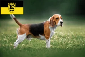 Read more about the article Beagle-opdrættere og hvalpe i Baden-Württemberg