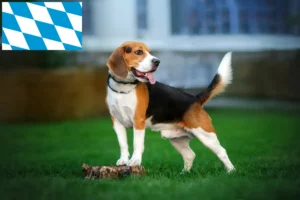 Read more about the article Beagle-opdrættere og hvalpe i Bayern