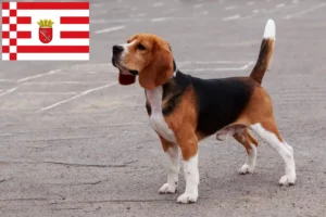 Read more about the article Beagle-opdrættere og hvalpe i Bremen